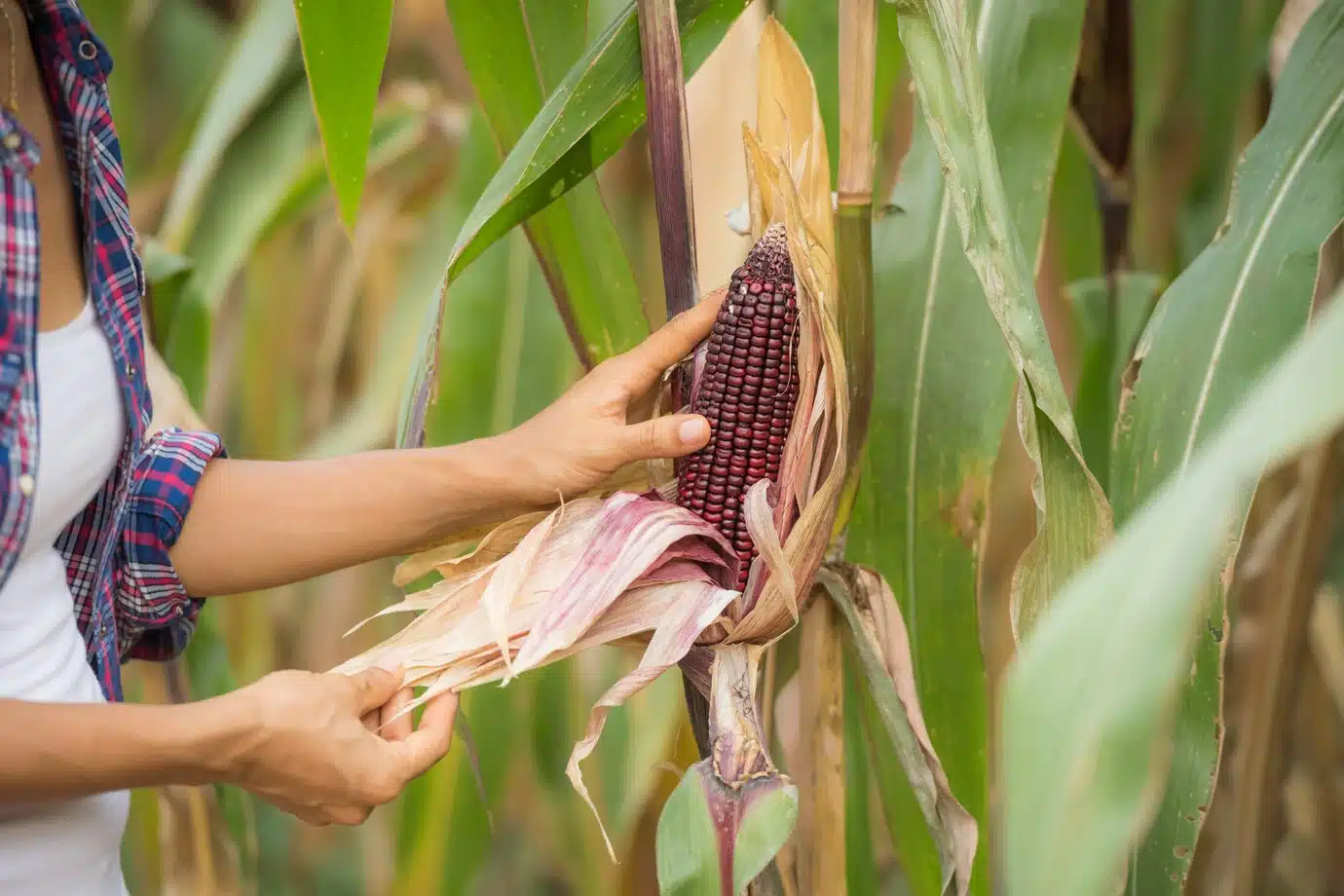 Cultivo de maíz transgénico