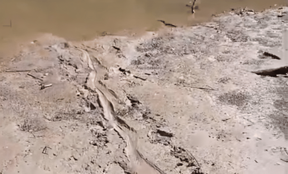 Rastro de cocodrilo en río Sinaloa en Guasave
