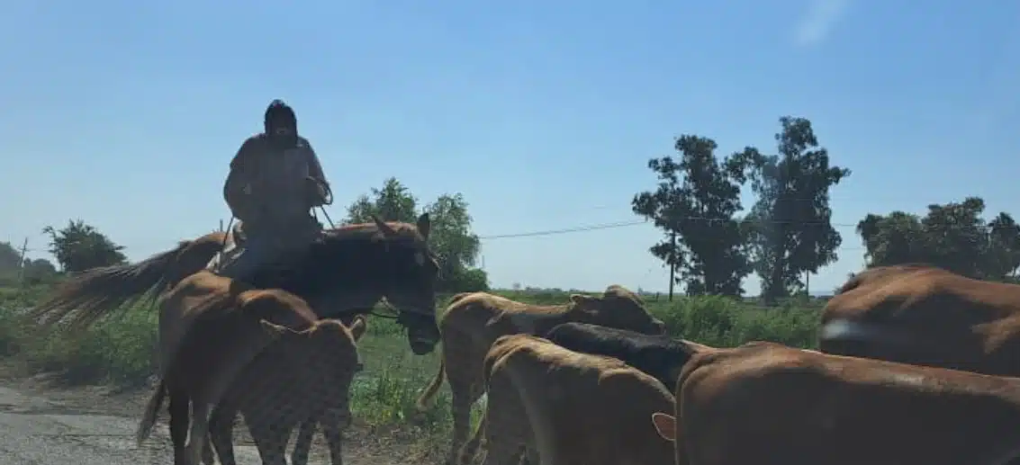 ANIMALES SEQUÍA AGROPECUARIA SINALOA NORTE