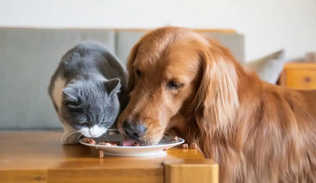 Alerta sanitaria por gripe aviar en comida para mascotas en EU y Canadá