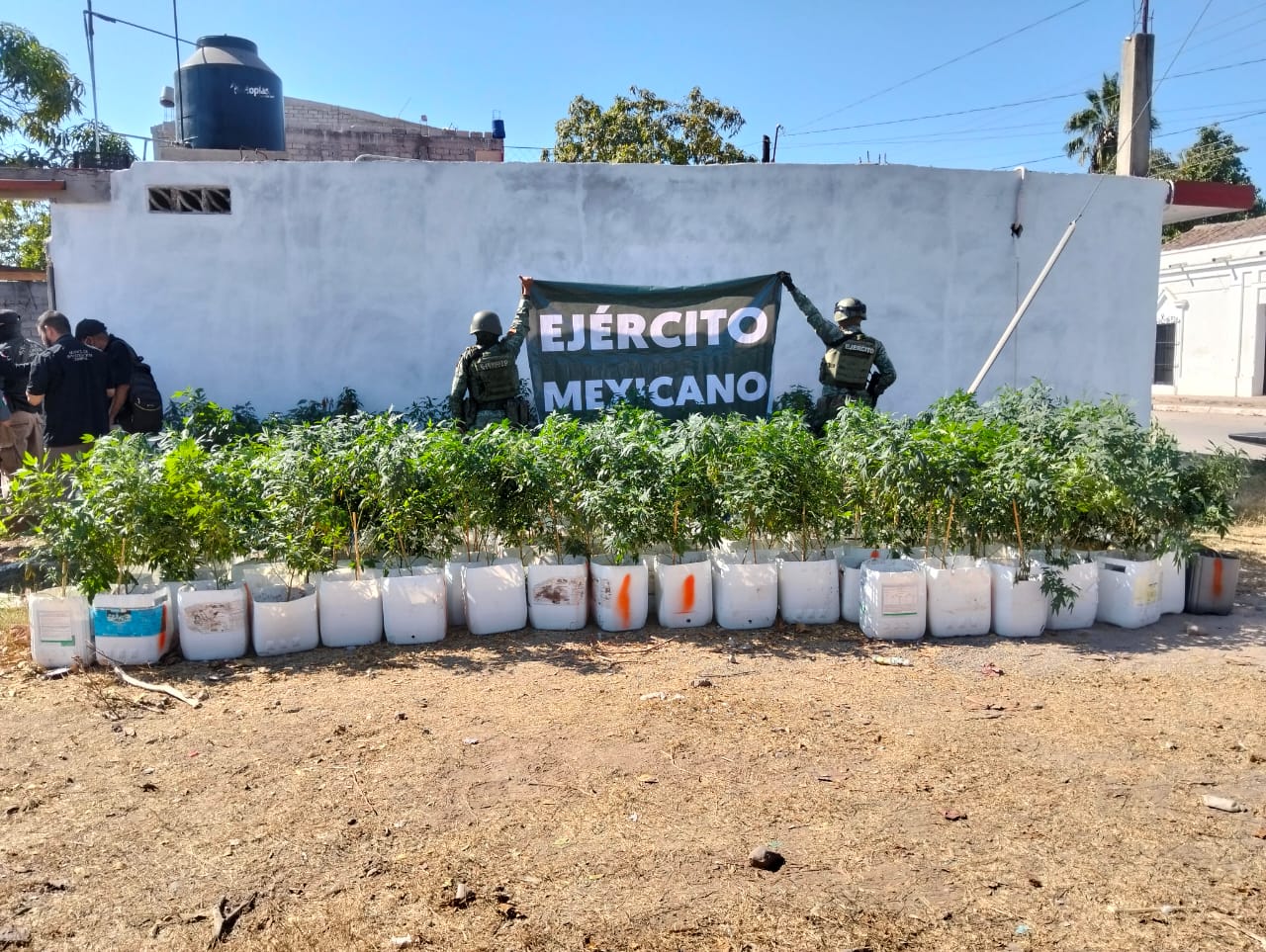 Elementos del Ejército Mexicano junto a los plantíos de mariguana localizados en Elota.