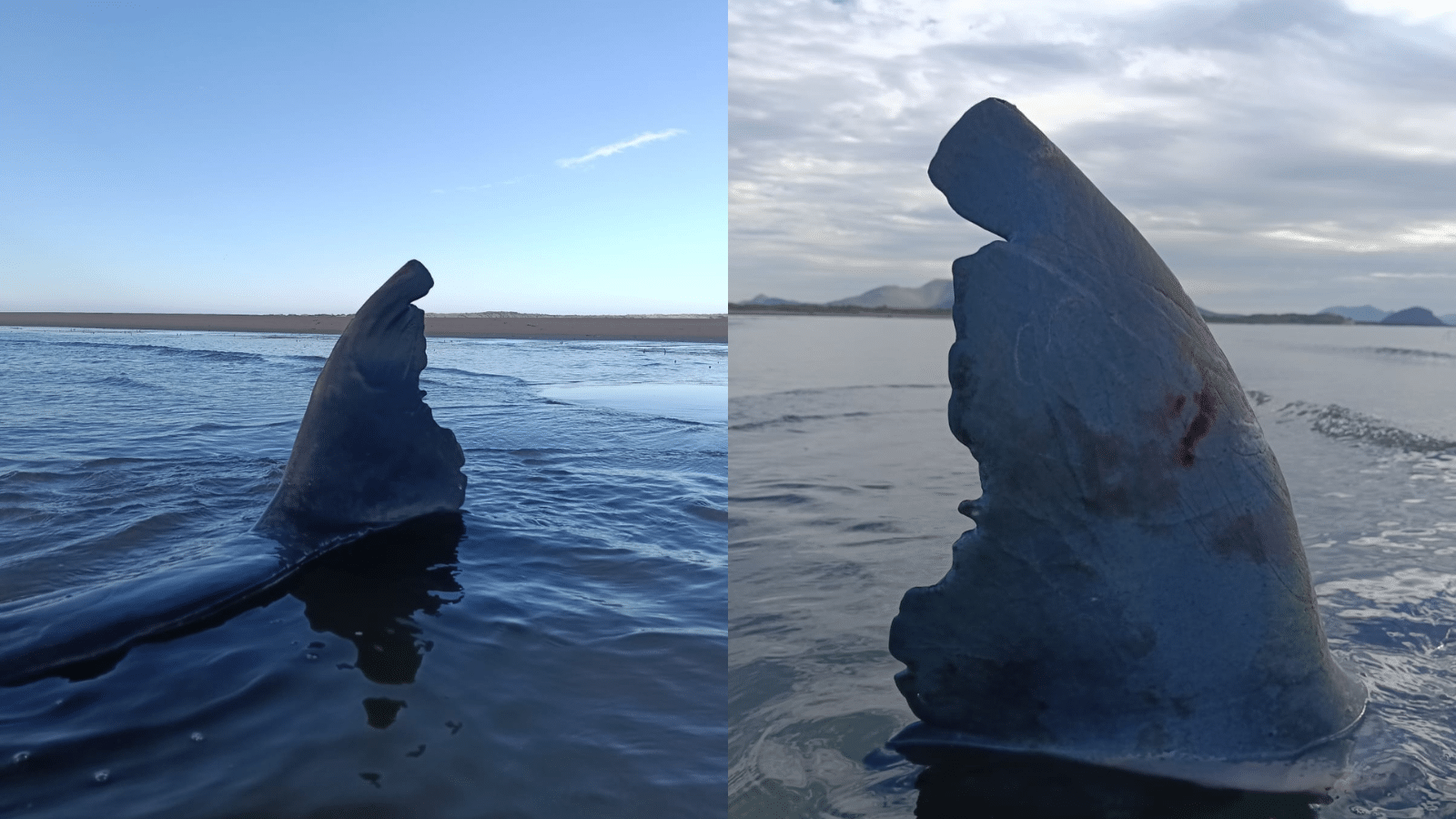 Encuentran a ballena sin vida