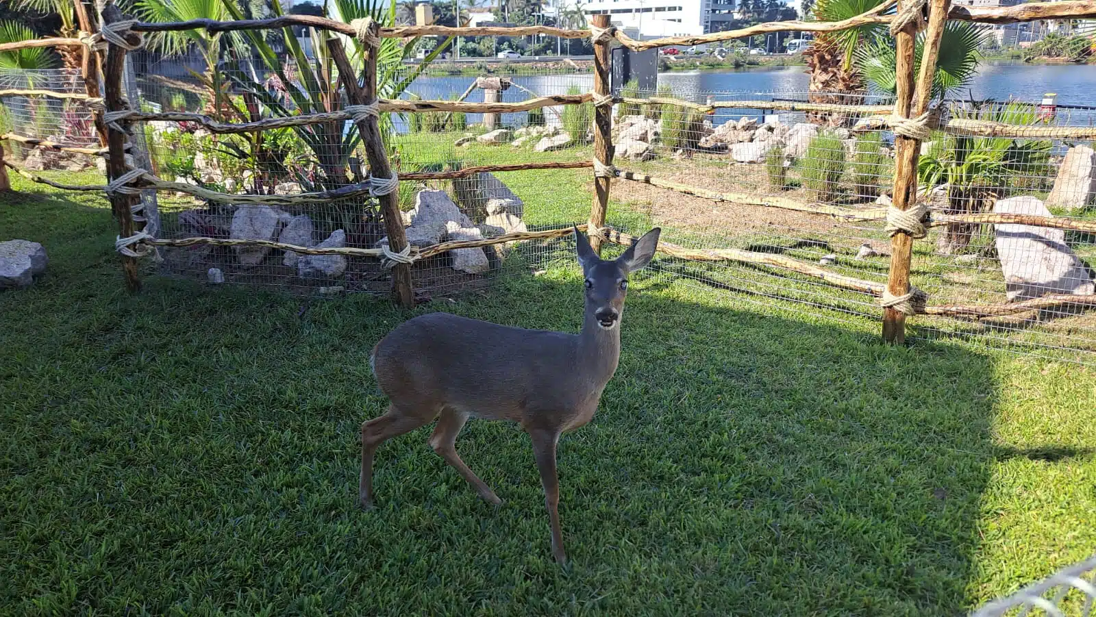 BAMBINA ACUARIO MAZATLÁN