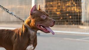 Bebé y su abuela atacadas por pitbull en San Nicolás de los Garza, Nuevo León