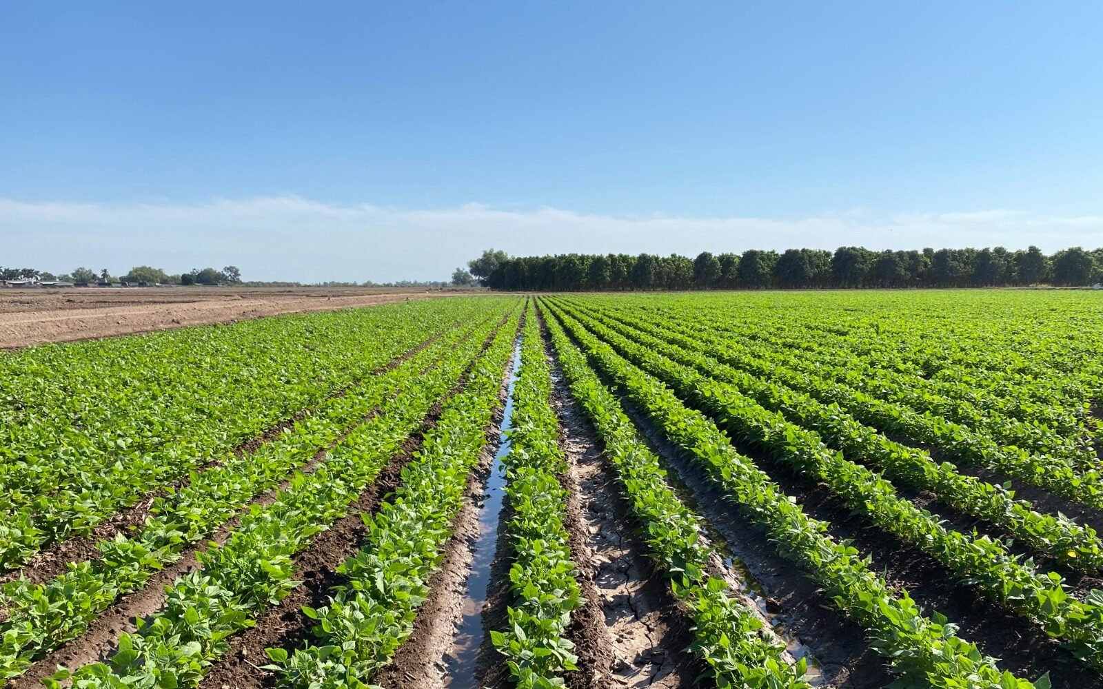 Caades descarta que frente frío 12 provoque heladas que afecten agricultura