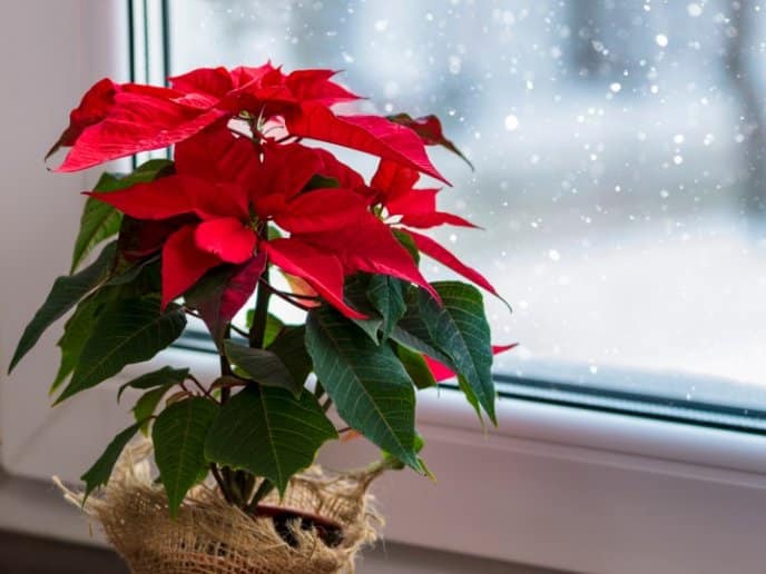 Conoce cómo preparar un té de flor de nochebuena y cuáles son sus beneficios