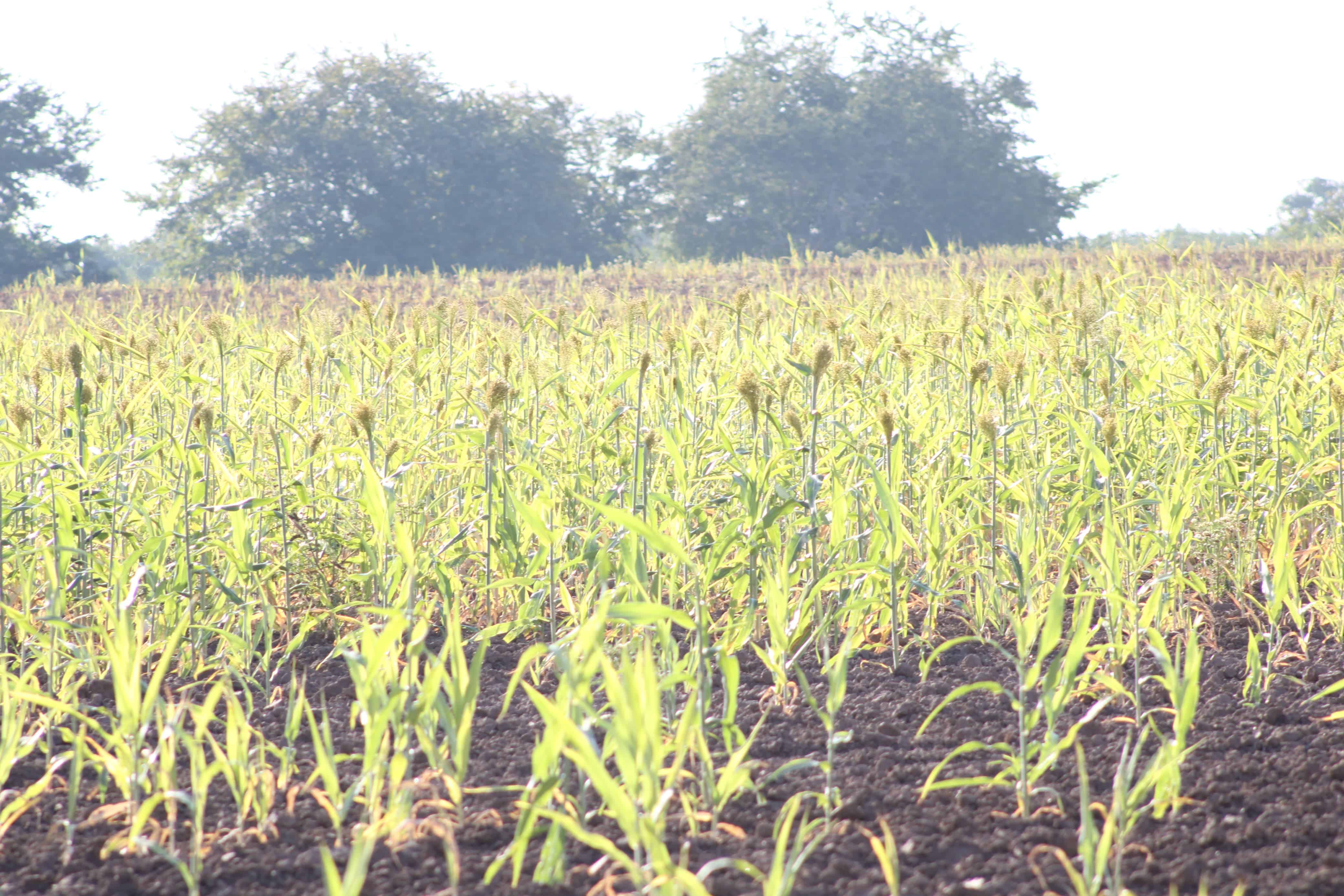 Campo de cultivo de espiga para escoba