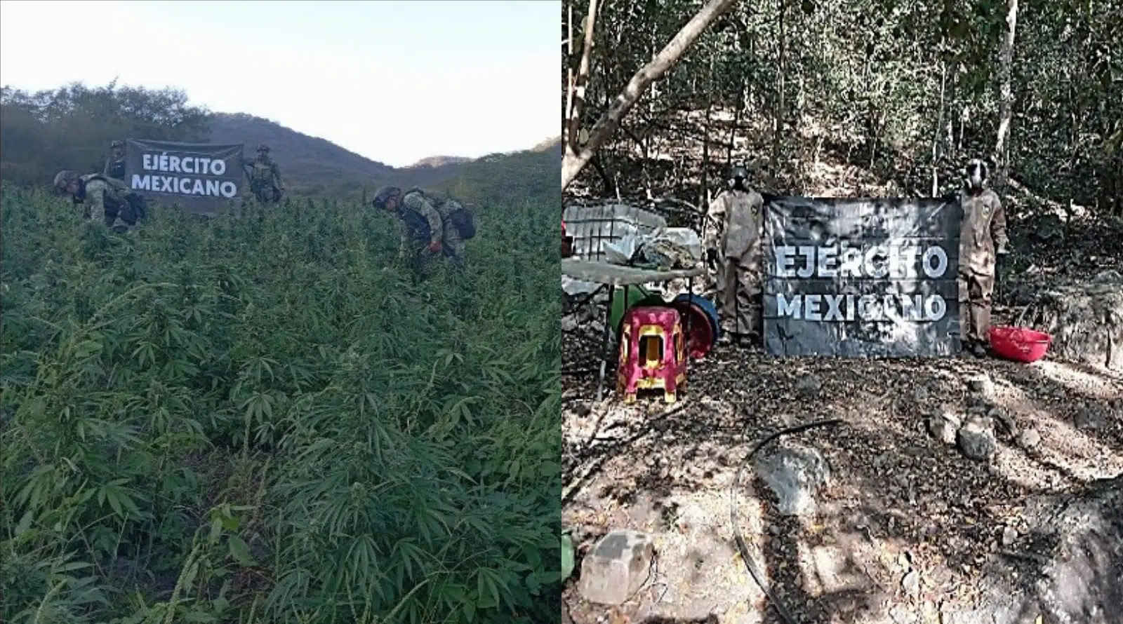 Aseguran precursores químicos para elaborar metanfetamina con valor de 54 mdp en Sinaloa 