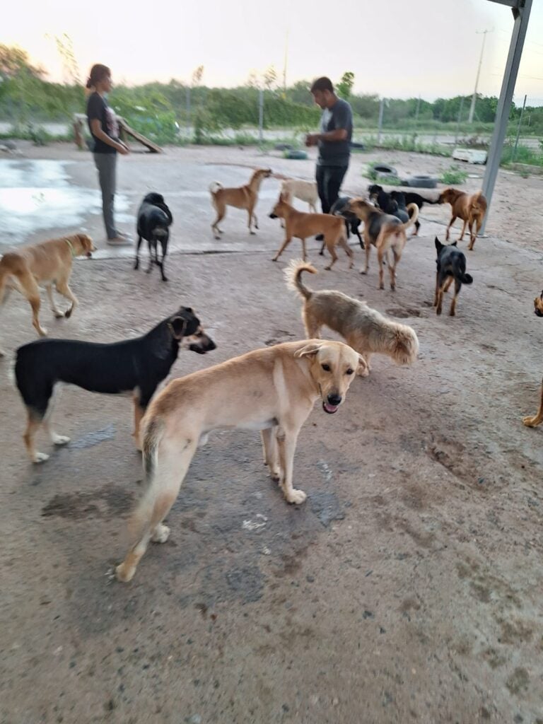 Fiestas decembrinas son la pesadilla de perros y gatos por la pirotecnia