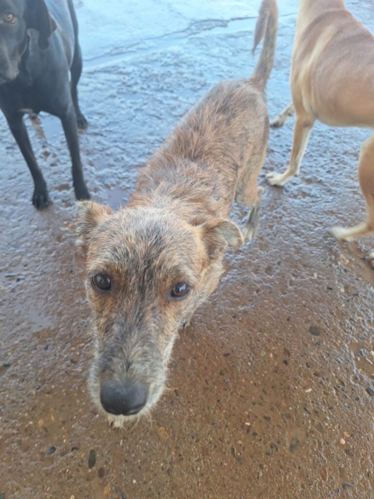 Fiestas decembrinas son la pesadilla de perros y gatos por la pirotecnia