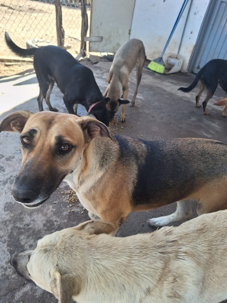 Fiestas decembrinas son la pesadilla de perros y gatos por la pirotecnia