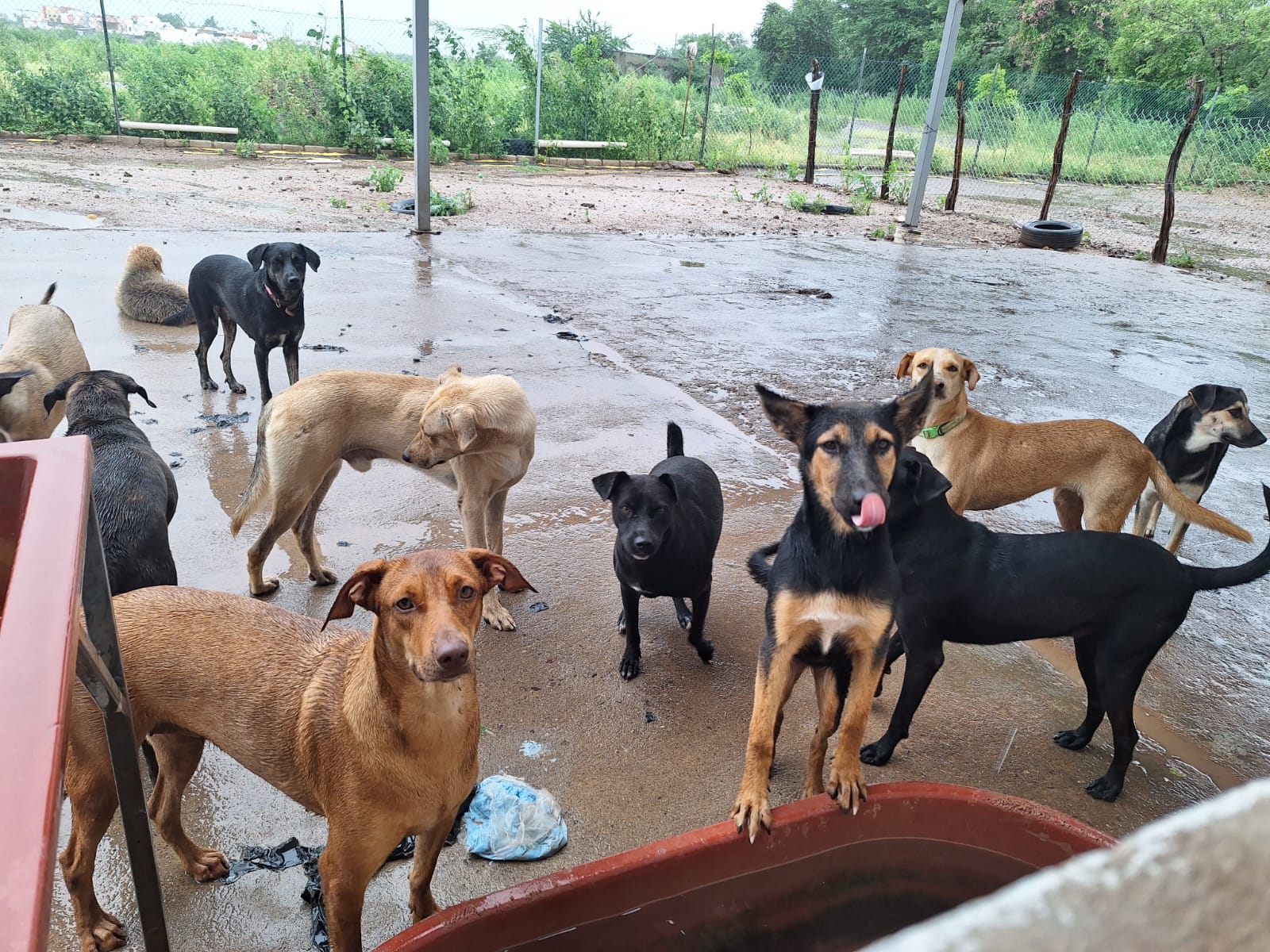 Fiestas decembrinas son la pesadilla de perros y gatos por la pirotecnia