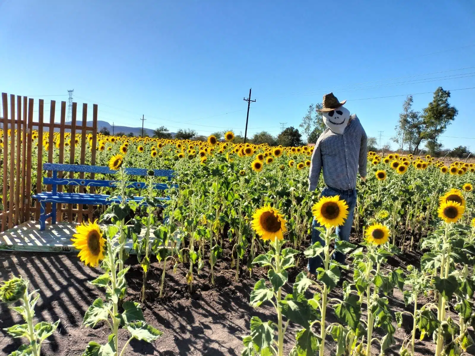 Abre el campo de girasoles en Mocorito