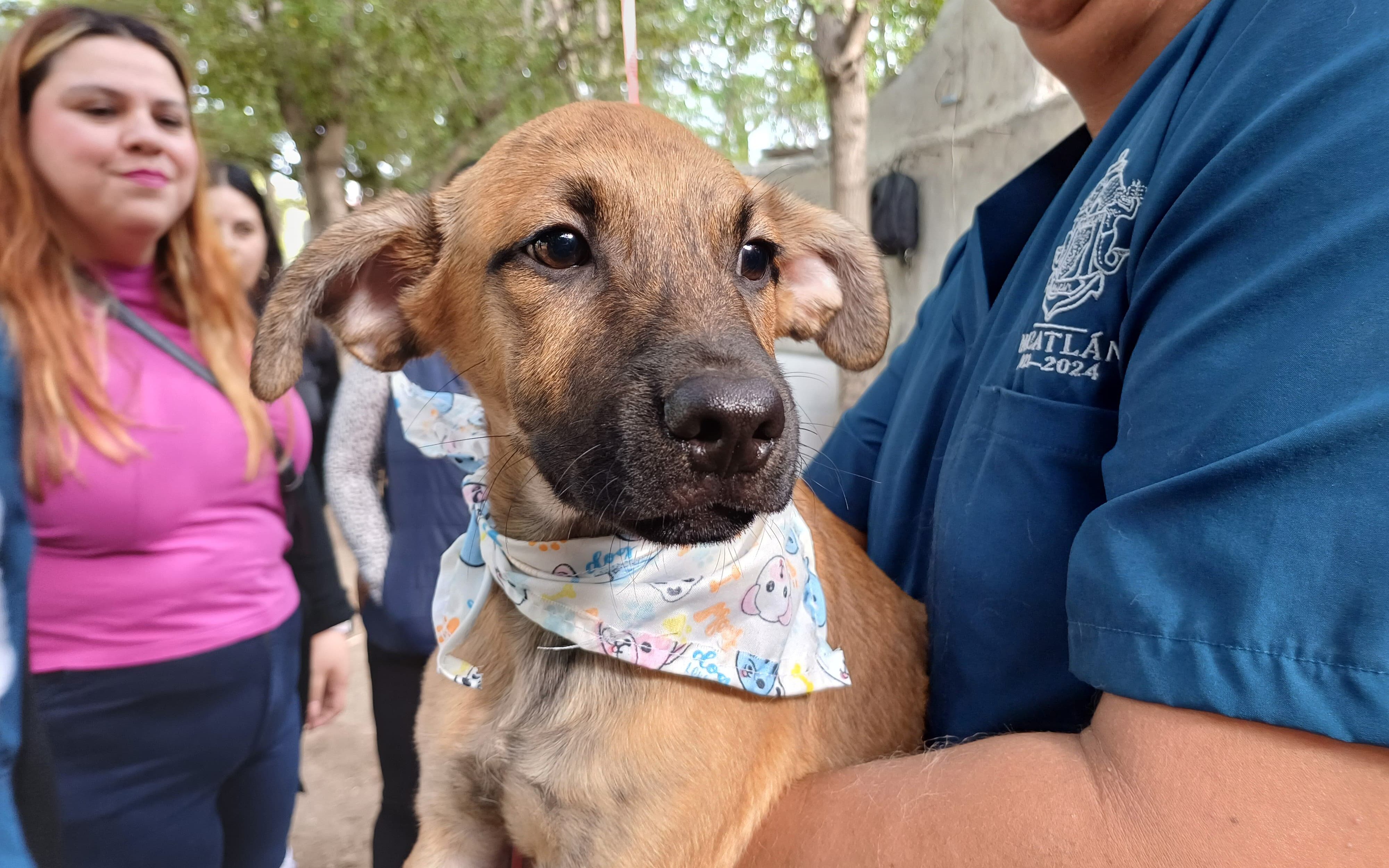 Inician proceso de adopción navideña 10 perros y 4 gatos en Mazatlán