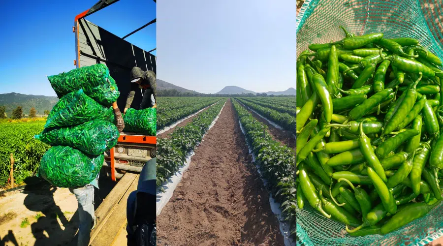 Productores de chile jalapeño y serrano de Escuinapa esperan una buena cosecha