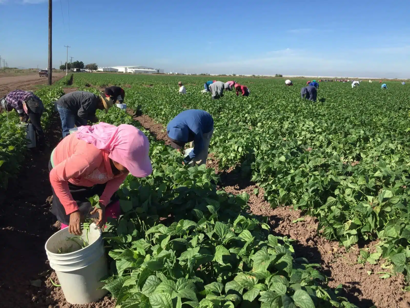 Líder indígena llama a que se hagan operativos en campos agrícolas