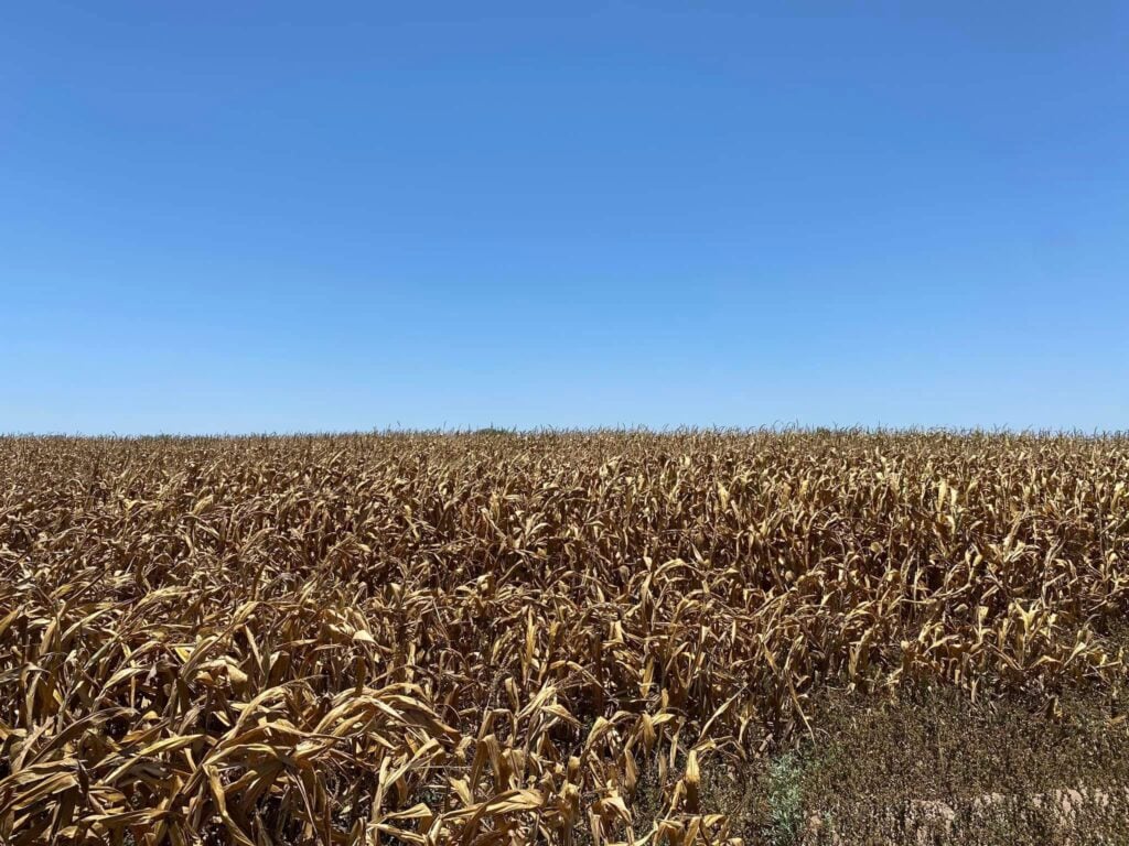 Lote de maíz ubicado en el Valle del Fuerte 