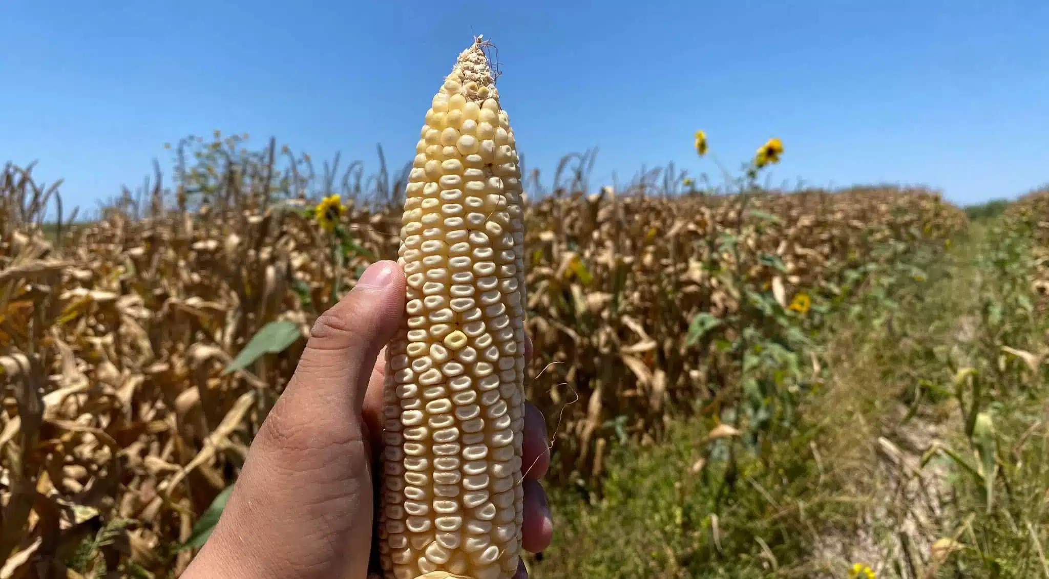 Maíz blanco que se produce en Sinaloa es privilegiado para la elaboración de harina de maíz