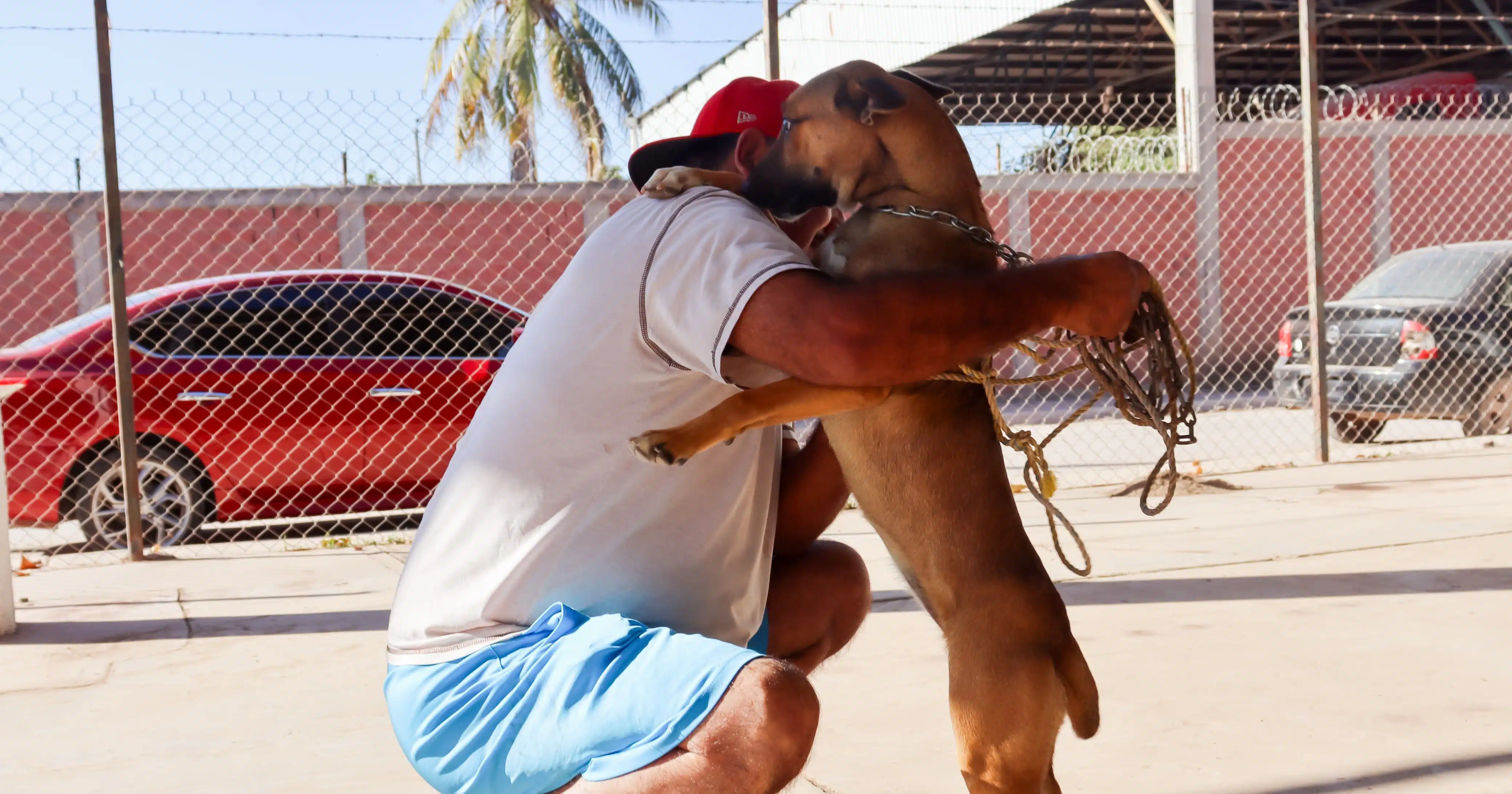 Brigada de esterilización y vacunación antirrábica a perros y gatos en La Florida.