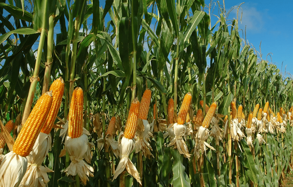 Plantación de Maíz