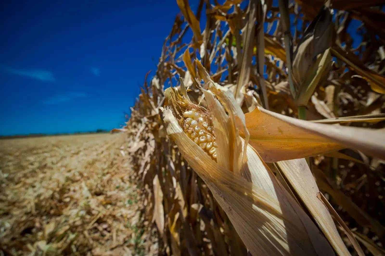 No han llegado ni a 100 mil hectareas maiz en Sinaloa, Marte Vega