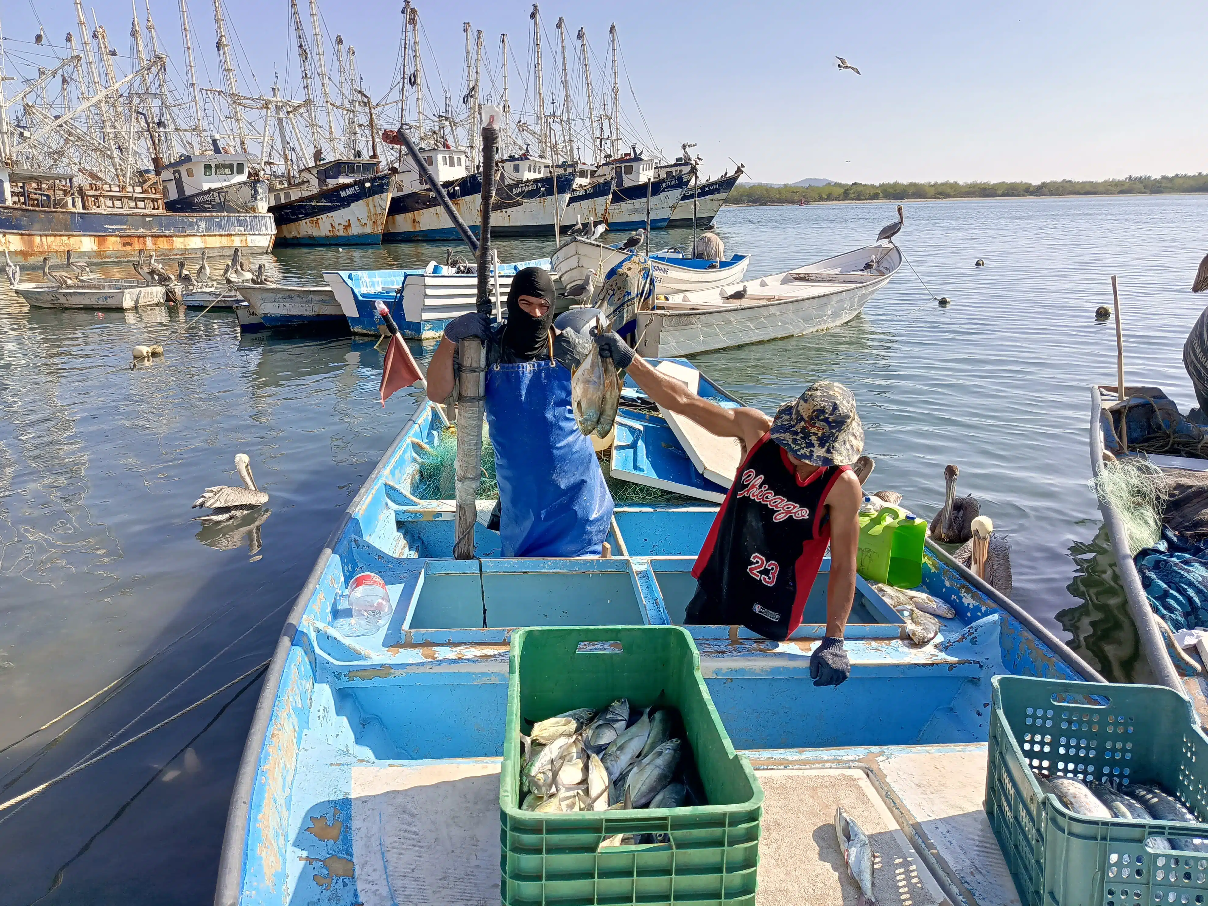 PESCA MAZATLÁN APOYOP (2)