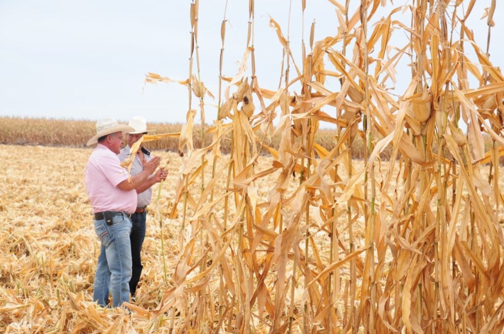 Productores de maíz temen perder apoyos pendientes ante el cierre del 2024