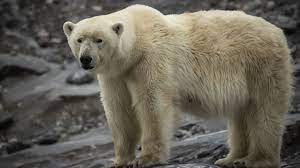 Se enfrenta a oso polar que atacó a su esposa y sufre graves heridas en Canadá