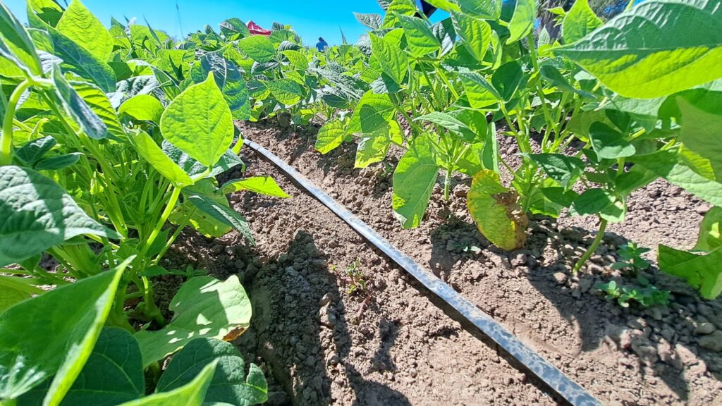 Siembras de frijol en Guasave muestran desarrollo desigual