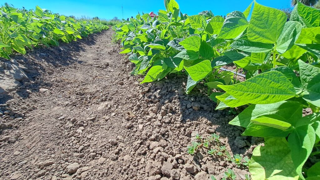 Siembras de frijol en Guasave muestran desarrollo desigual