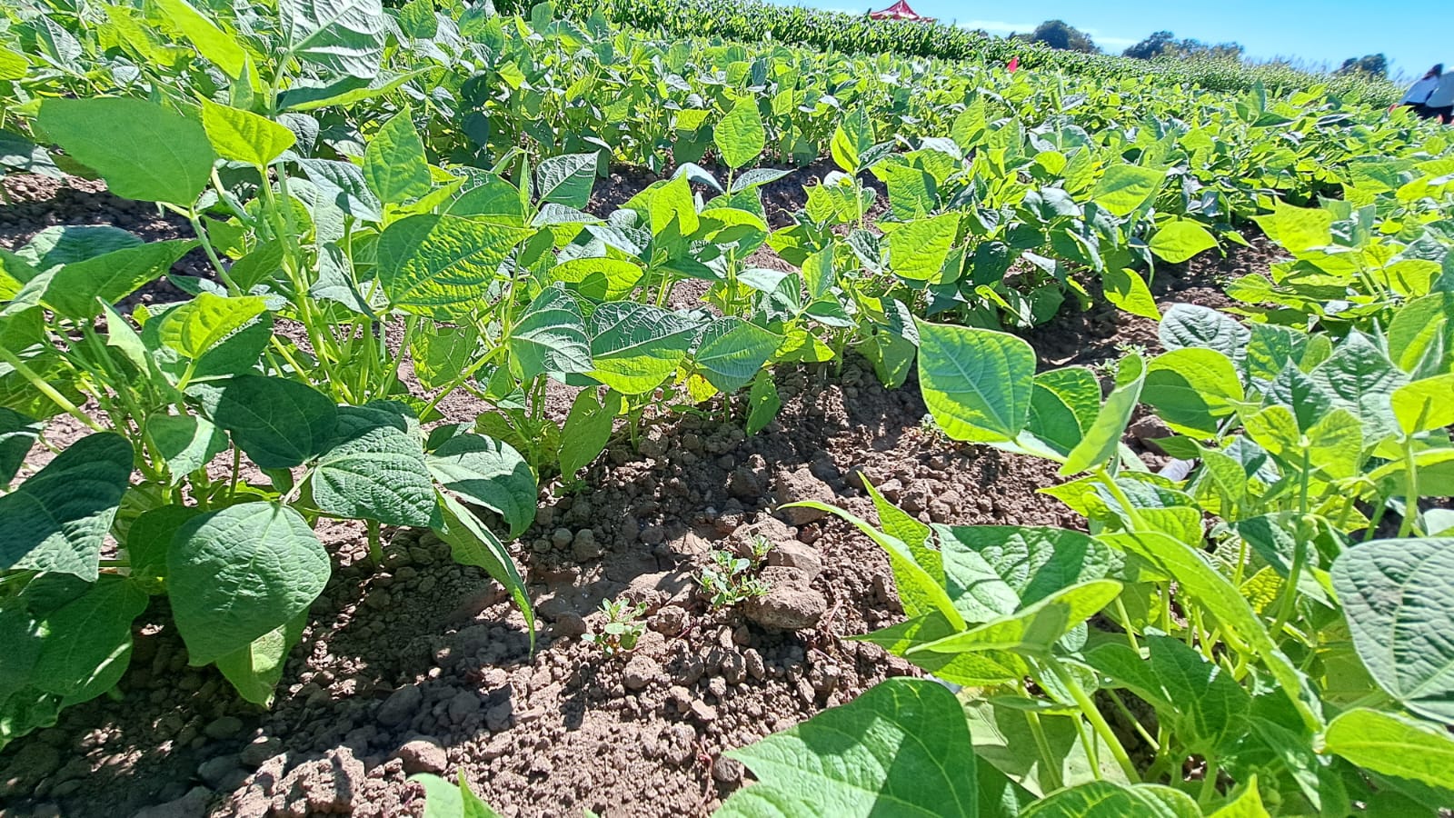 Productores de frijol piden apoyo urgente al gobierno para evitar el colapso en la comercialización