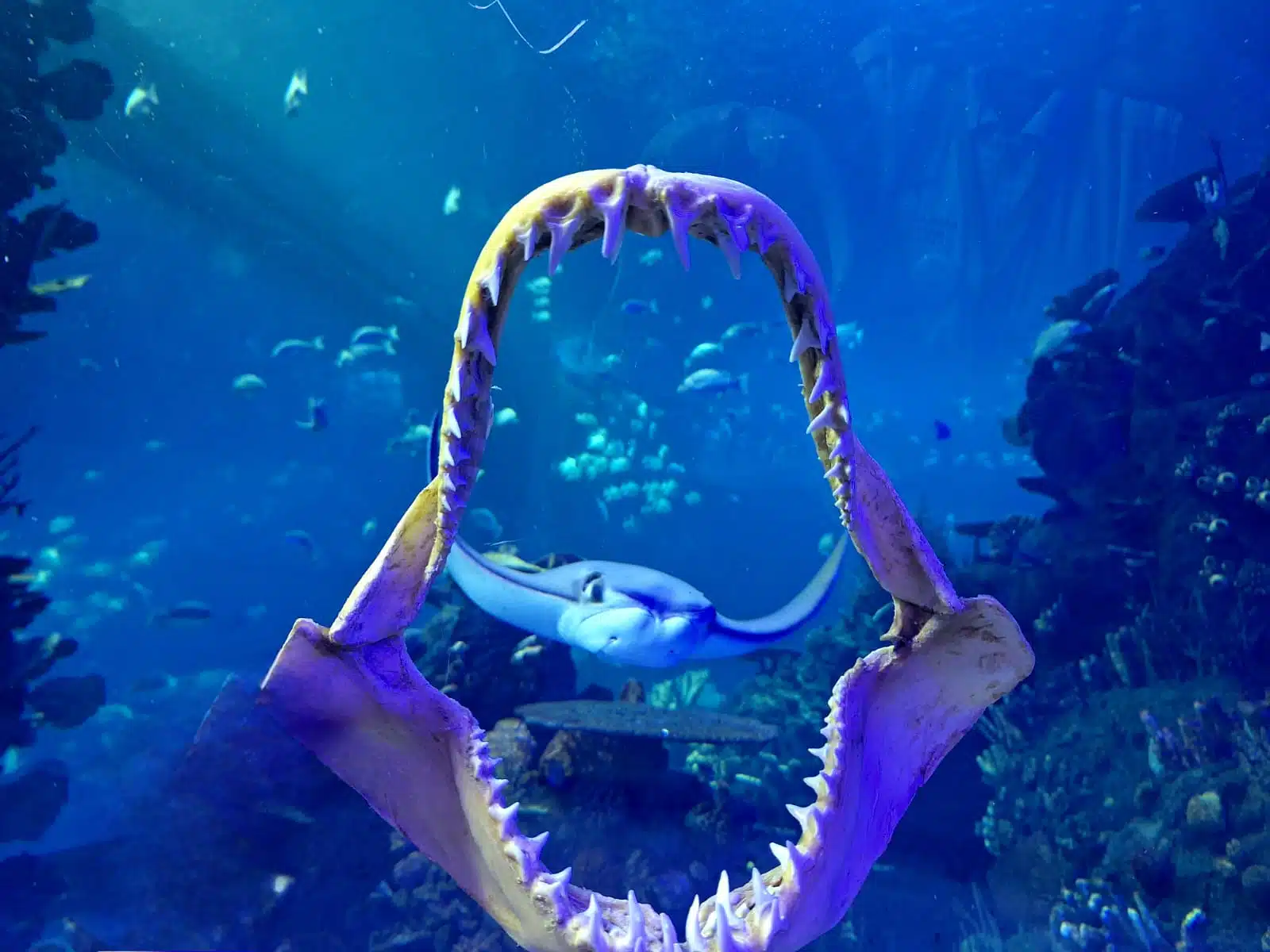 Tiburones Gran Acuario Mazatlán