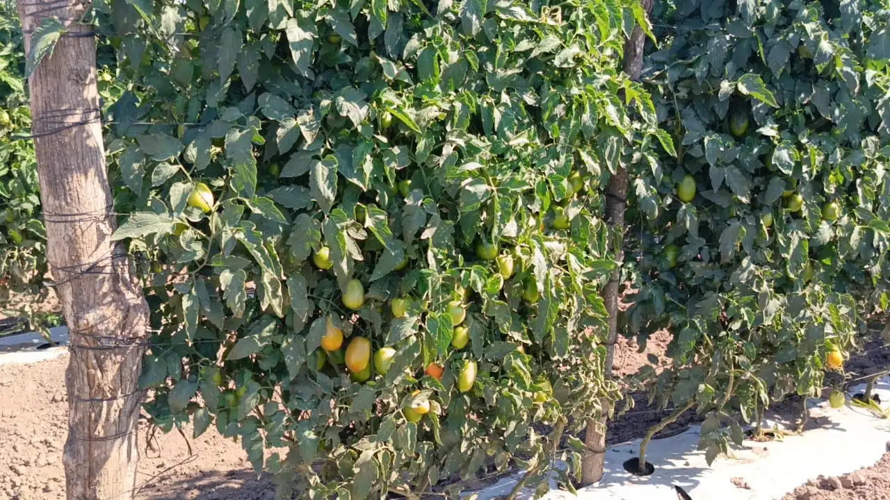 Cosecha de tomate en el municipio de Rosario.