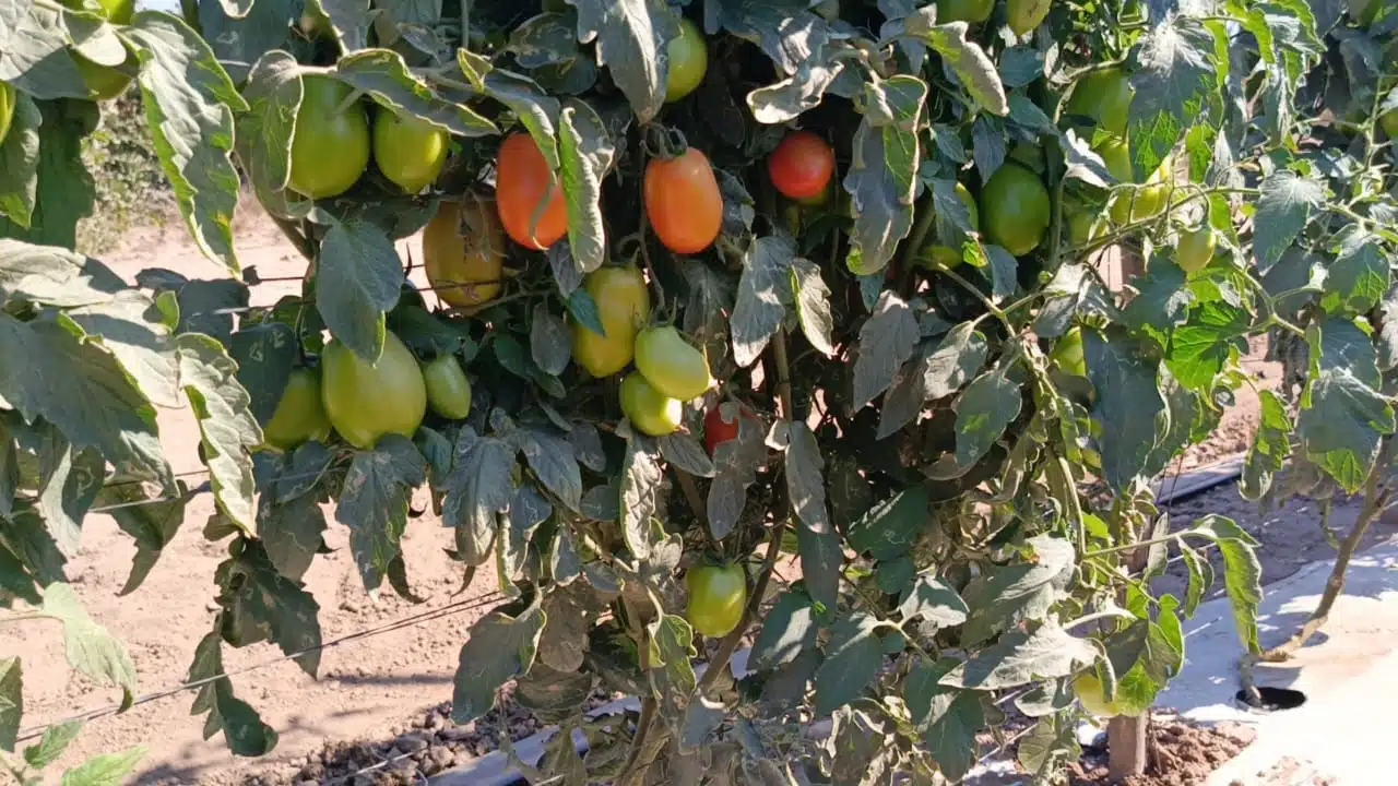 Cosecha de tomate en el municipio de Rosario.