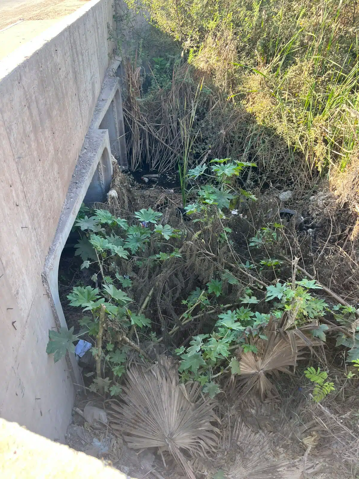 Así lucen los drenes y canales en Los Mochis con basura.