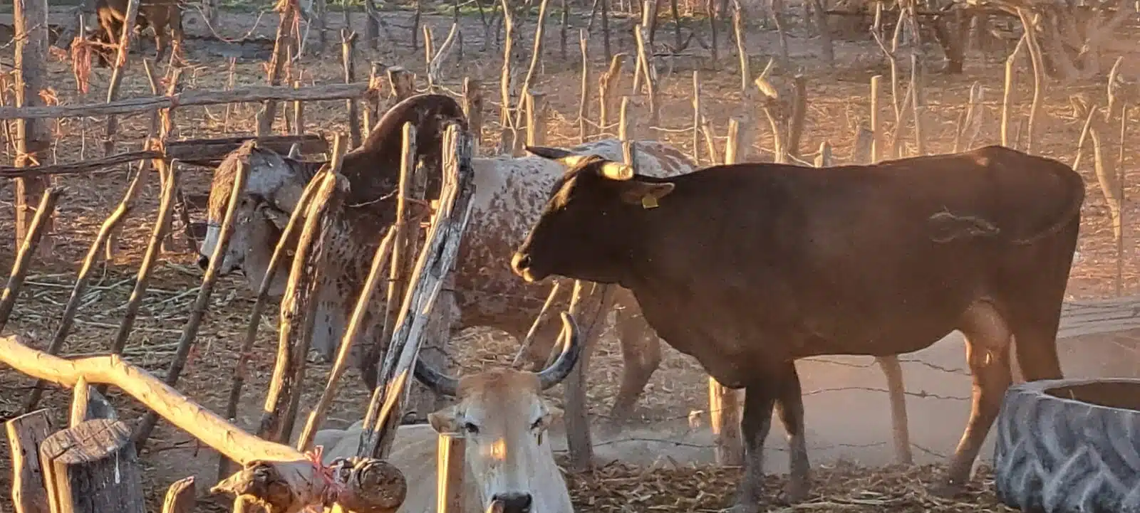 Ganado alimentándose