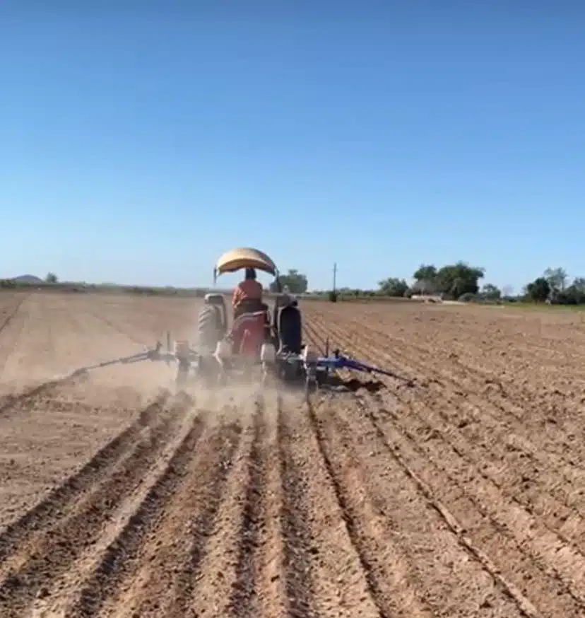 Sin reporte de daños a cultivos agrícolas en El Fuerte; la mínima fue de 7 grados: Gildardo Leyva