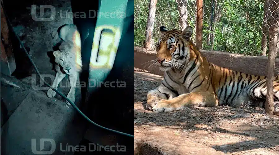 Grandes Felinos rescatados en el estado de Sinaloa