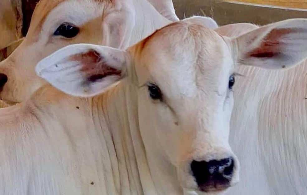 Animales de ganado.