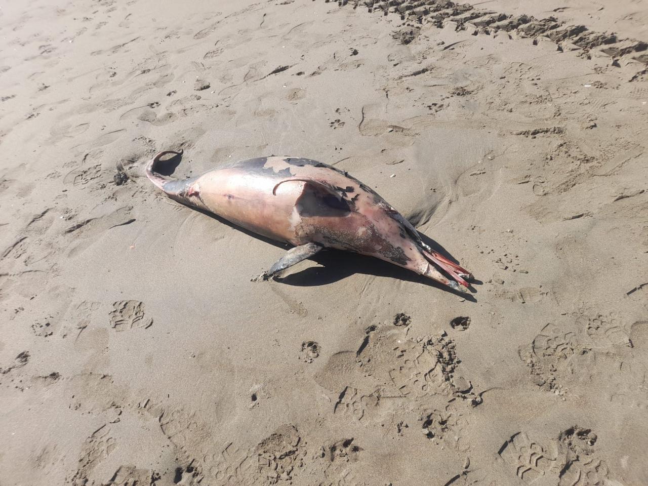 Aparece un delfín muerto detrás del expendio de la playa Las Glorias en Guasave