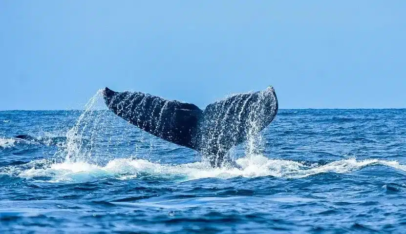 Ballena jorobada