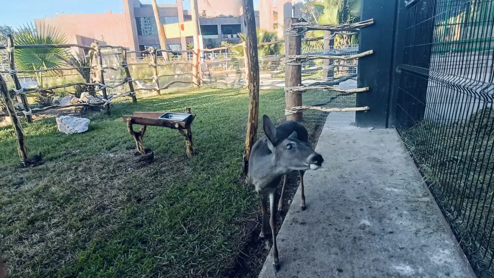 “Bambina” y “Teo”, venaditos cola blanca