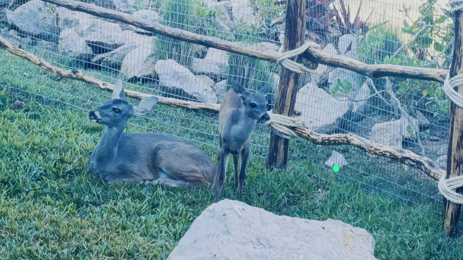 “Bambina” y “Teo”, venaditos cola blanca.