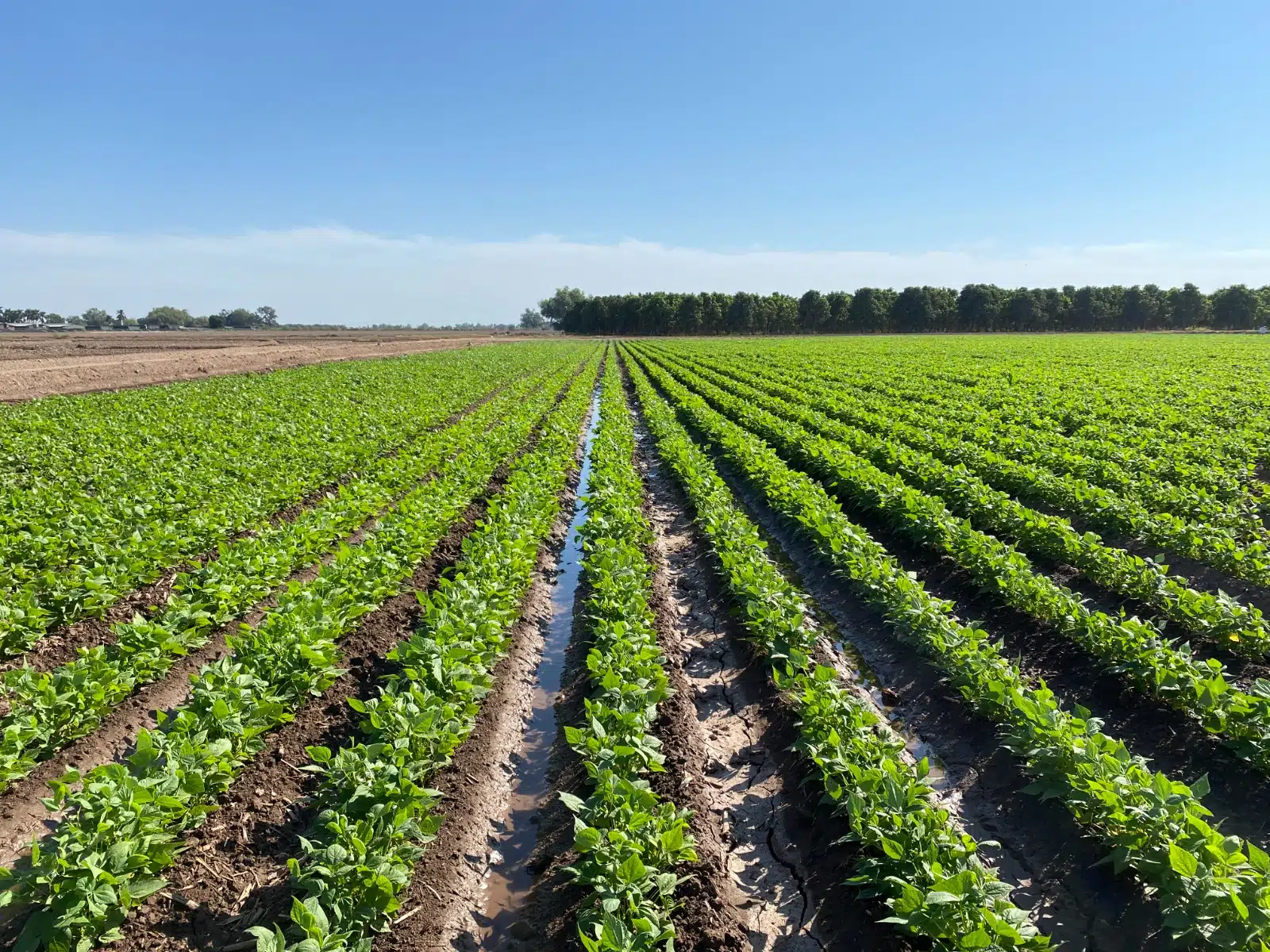 Campo de cultivo en Sinaloa