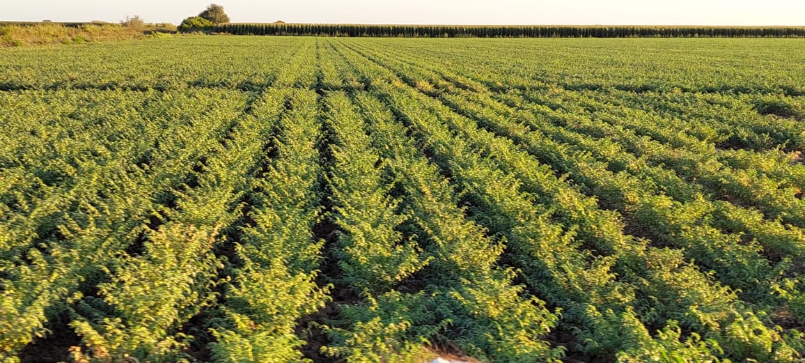 Campo agrícola del valle de Guasave