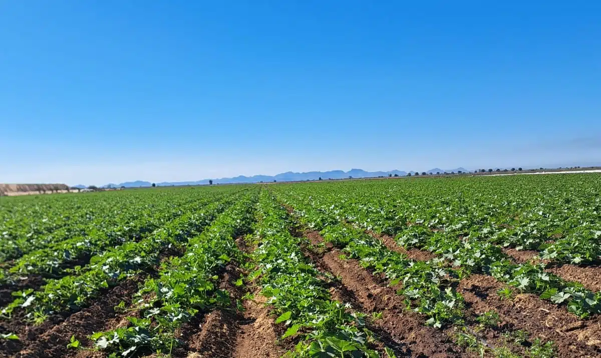 Campo de cultivos en la región de Valle del Carrizo