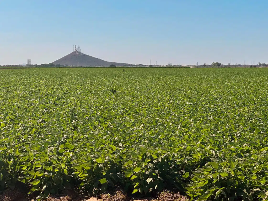 Cultivos de frijol en el norte de Sinaloa