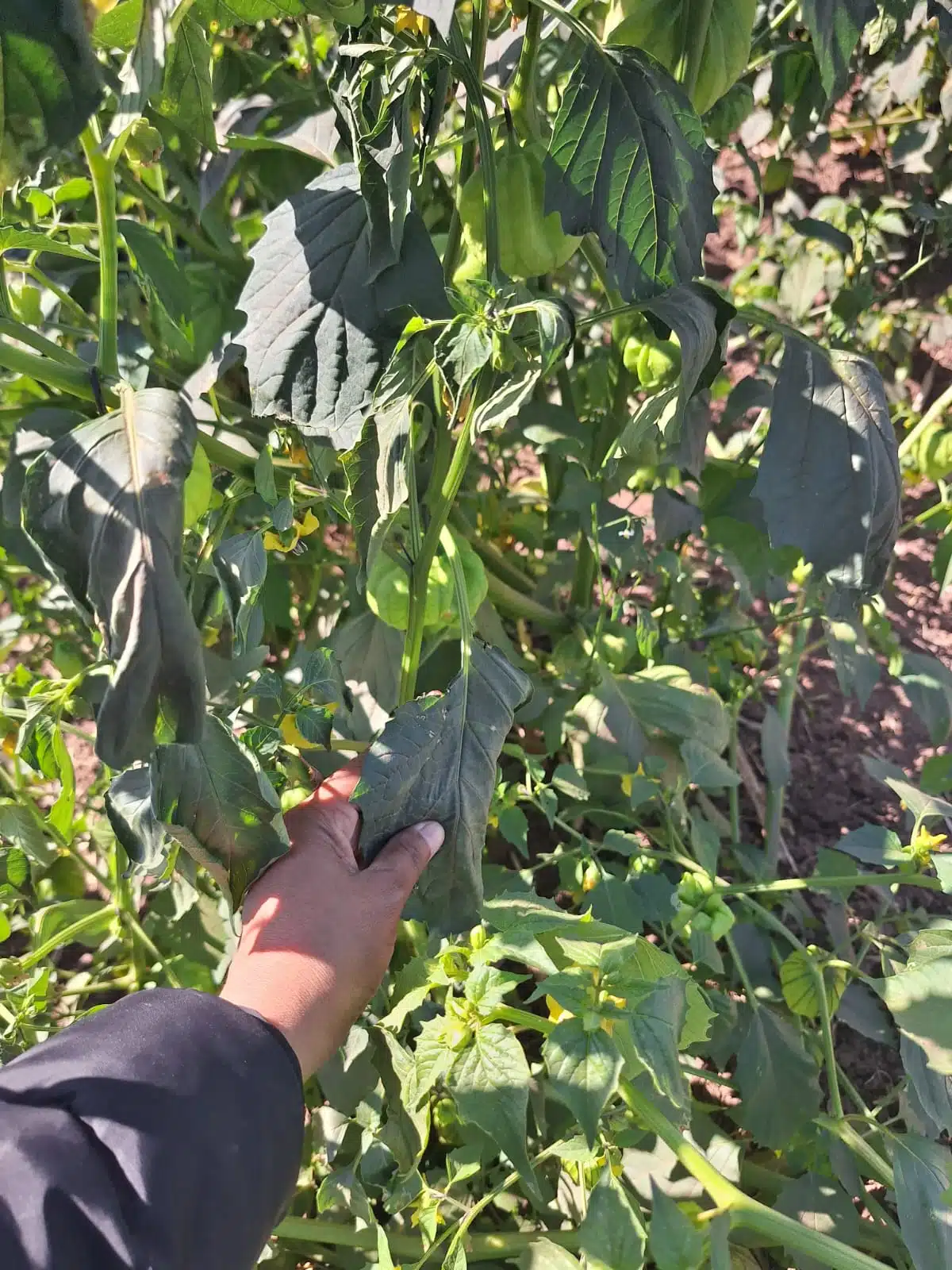 Cultivos con daños parciales en el valle de El Carrizo.