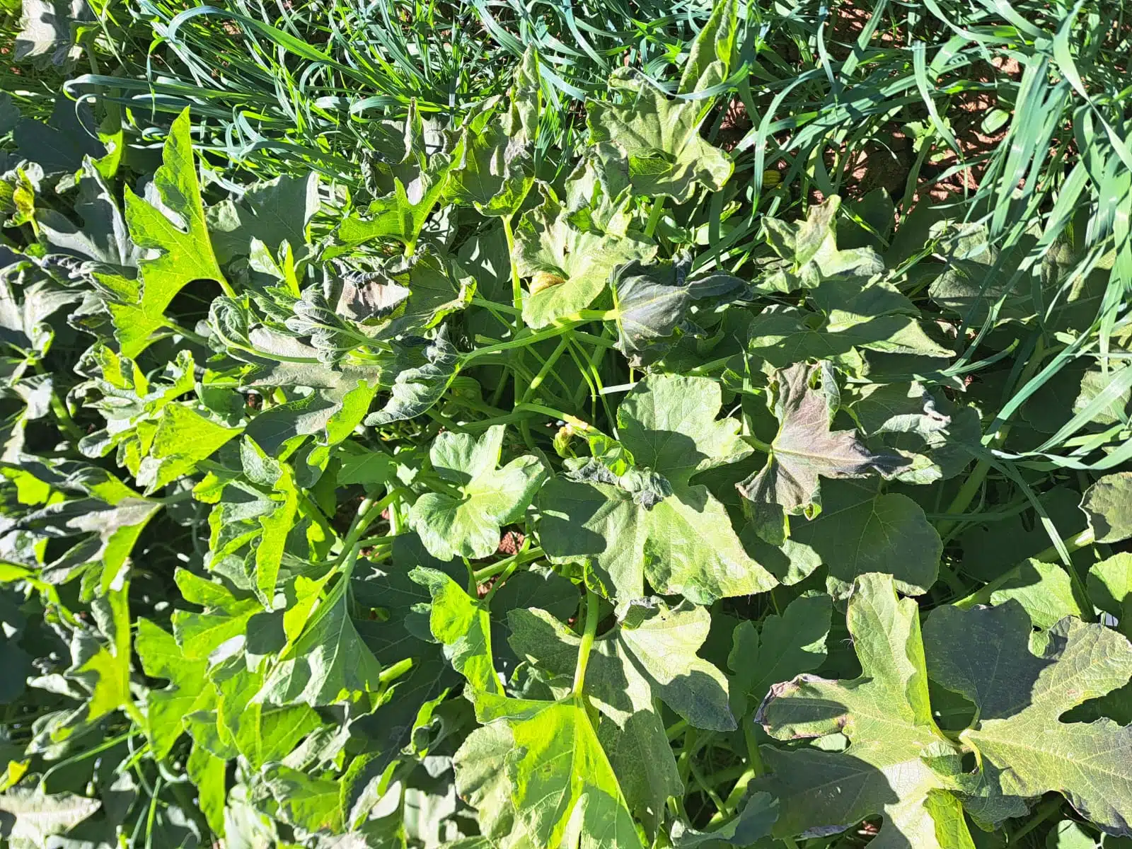 Cultivos con daños parciales en el valle de El Carrizo.