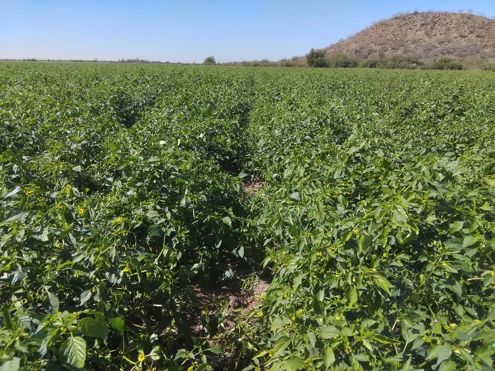 Cultivos con daños parciales en el valle de El Carrizo.